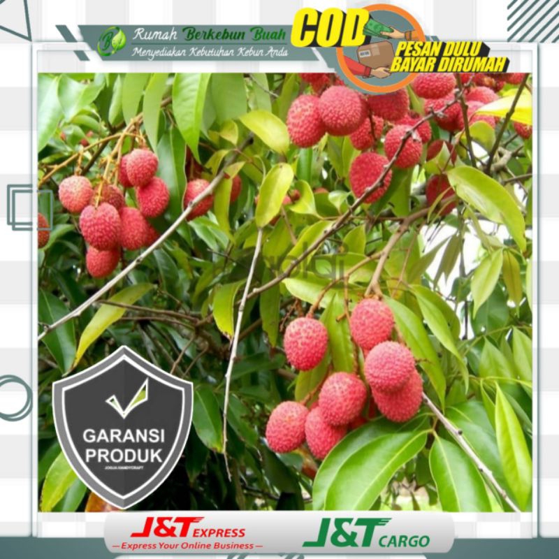Bibit Buah Leci Lecy Merah Cangkok Super Madu Jumbo Cepat Berbuah Unggul