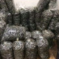 

IKAN BILIH PADANG AIR TAWAR