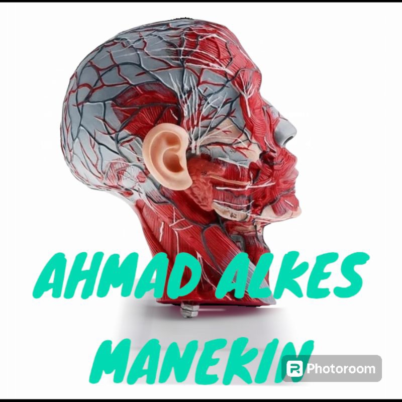 

Anatomi Setengah Kepala & Leher Manusia dengan Pembuluh Saraf/ Human Half Head & Neck W/Vessel Nerve Anatomi