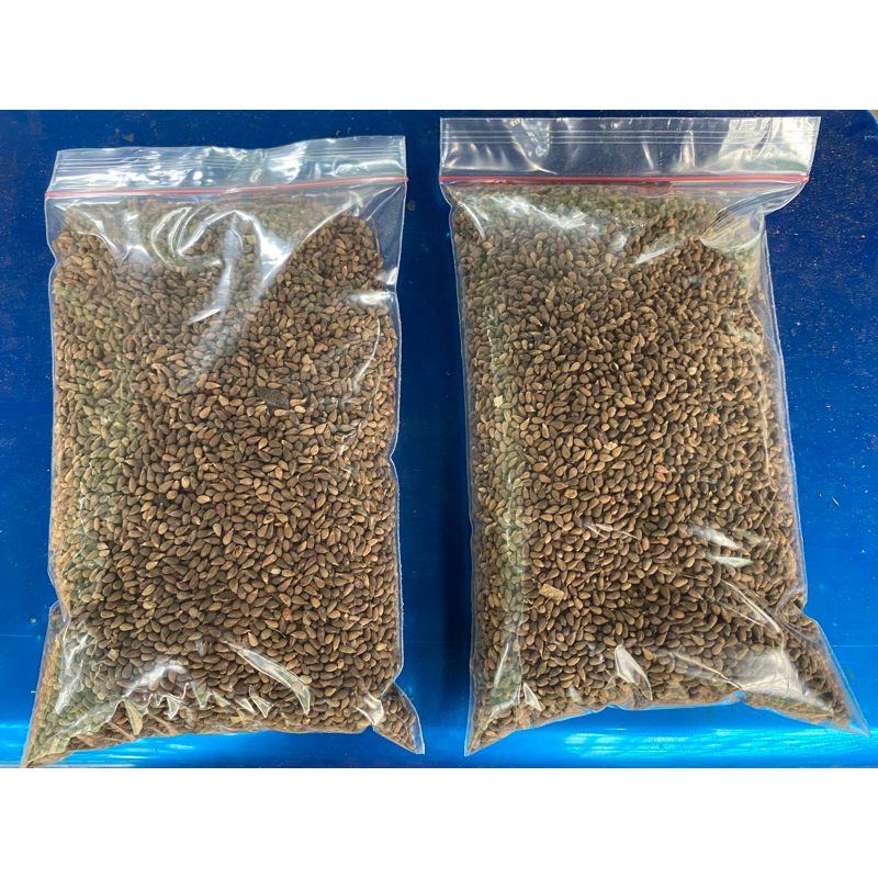 Benih Biji Pohon Kayu Balsa 250 gram - Tanaman Balsa - Benih Biji balsa