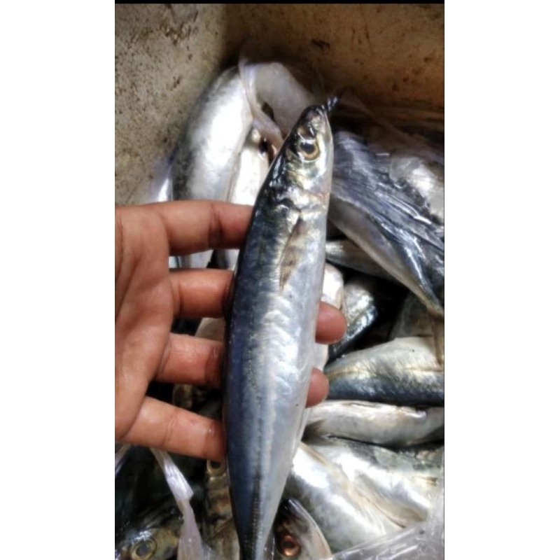 

ikan layang