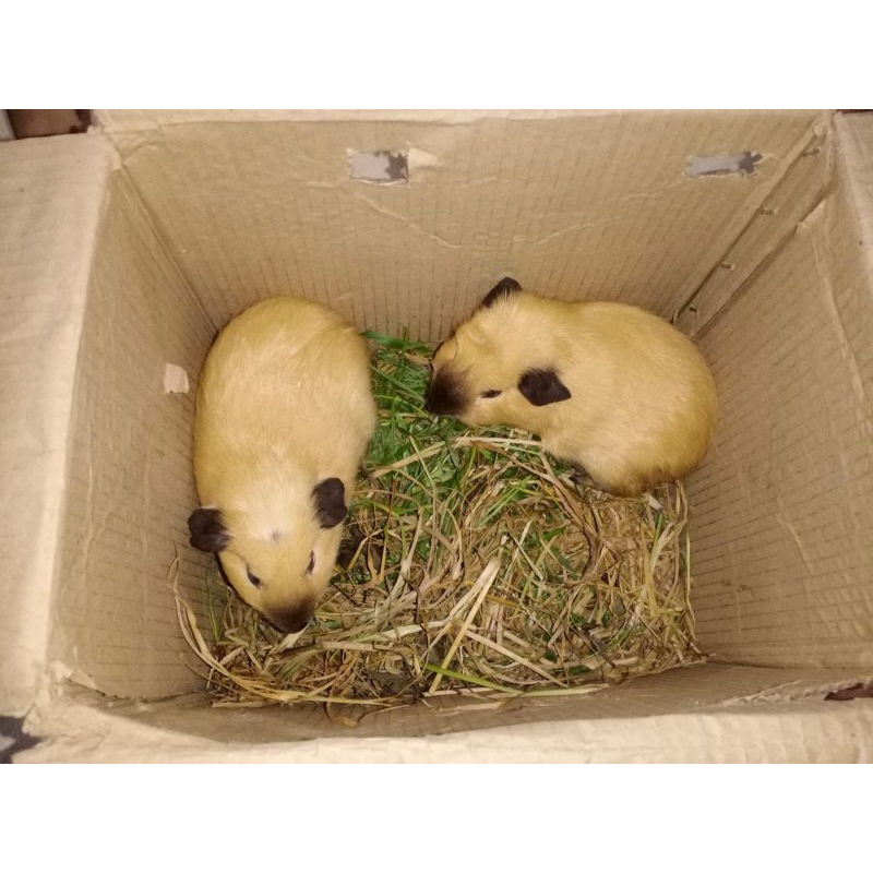 marmut hias guinea pig California