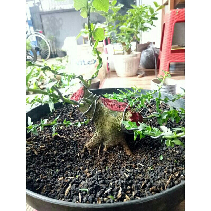 bonsai sancang golden bogelan bahan rawatan
