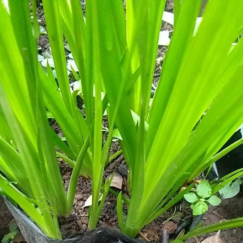 BIBIT TANAMAN HERBAL DAUN DLINGO / JERINGAU / JERANGAU / DRINGO TERMURAH