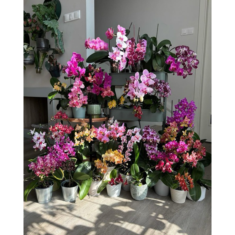 ANGGREK DENDROBIUM BULAT DEWASA HYBRID / BUNGA ANGGREK DENDROBIUM