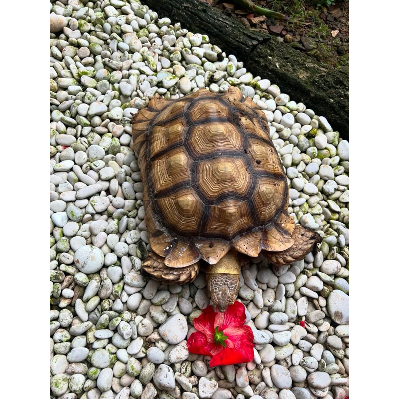 sulkata / sulcata 38 cm betina 4tahun
