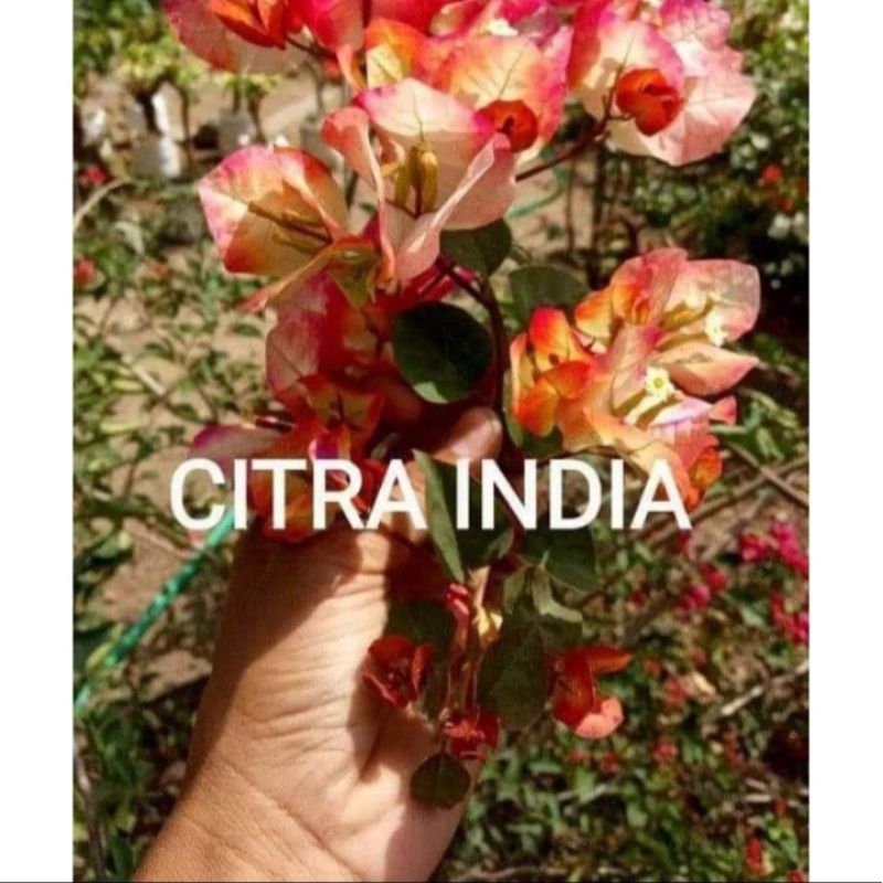 TANAMAN HIAS BUGENVIL BUNGA CITRA INDIA