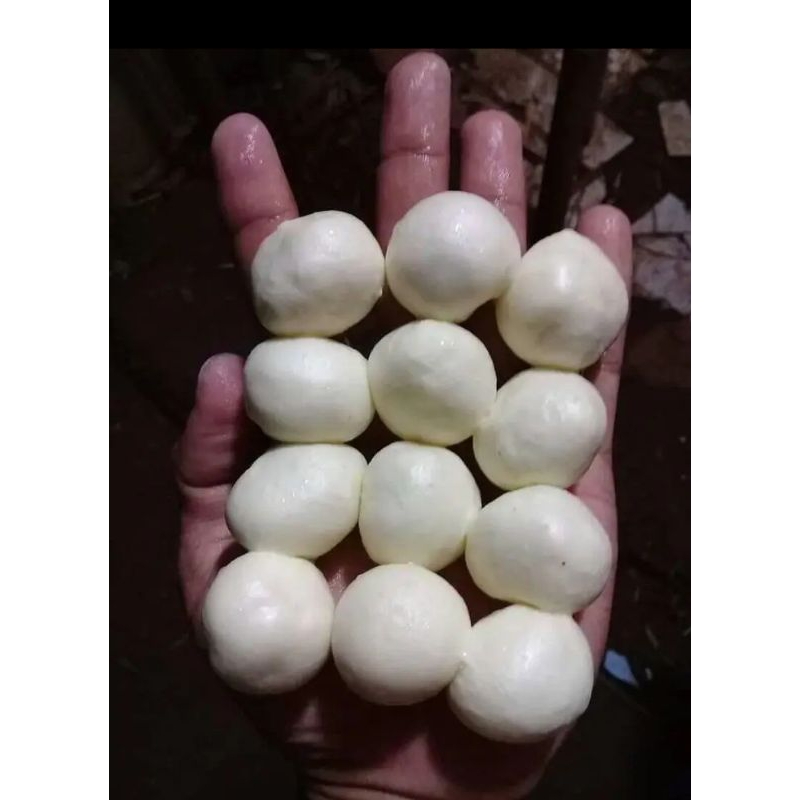 PULUT BURUNG PIKAT GETAH JERAT ASLI BENDA