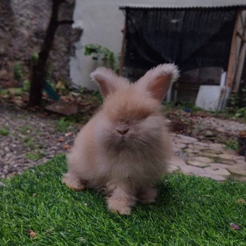 Kelinci Hias Anggora Bluetort