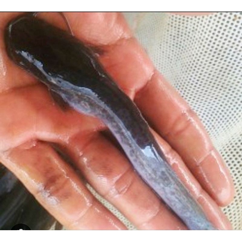 Bibit Ikan Lele size 15 cm up