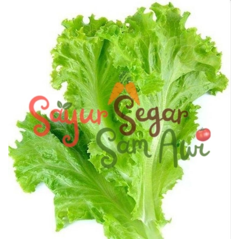 

SELADA LALAP , SELADA KERITING , SELADA 250G | INSTANT MALANG | SAYUR SEGAR | SAYUR SEGAR SAM AWI