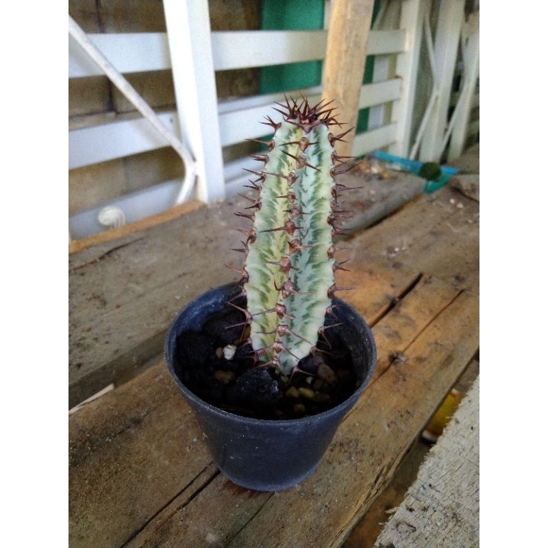 Euphorbia confinalis