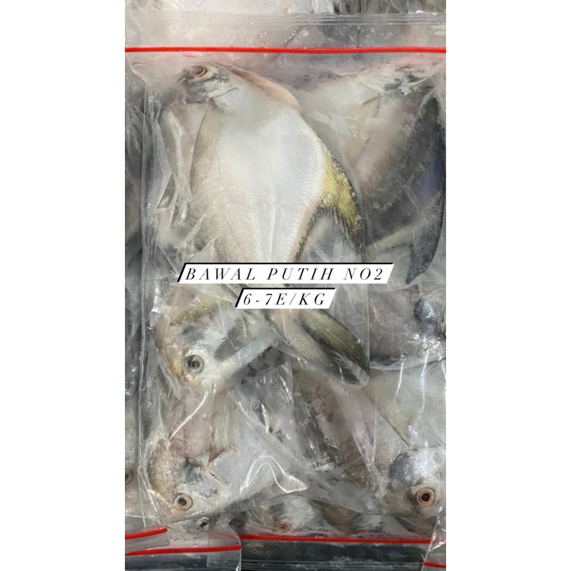 

Bawal Putih No2 6-8ekor/kg