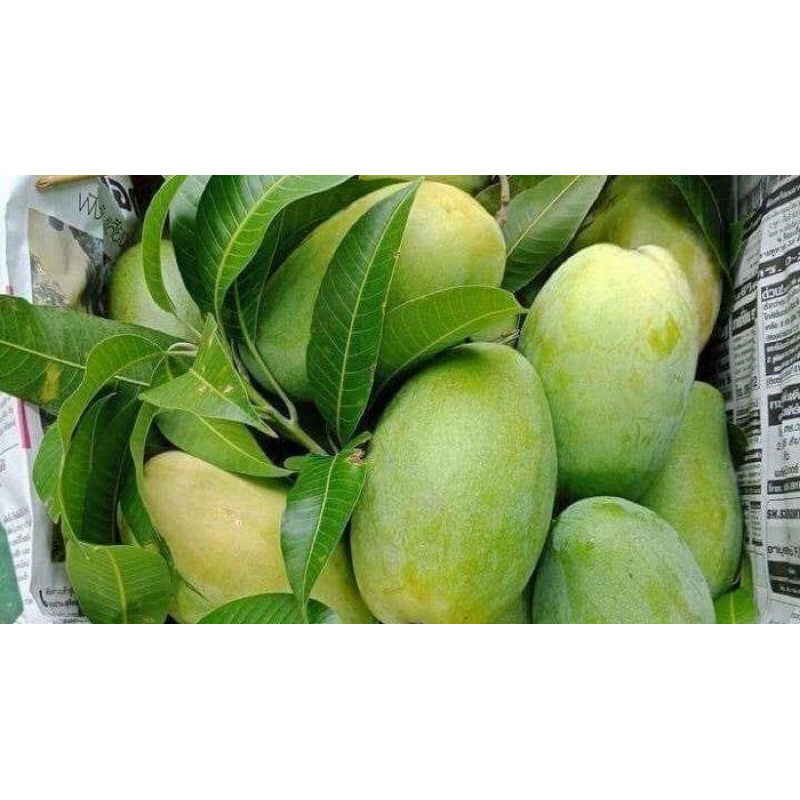 

Mangga harumanis