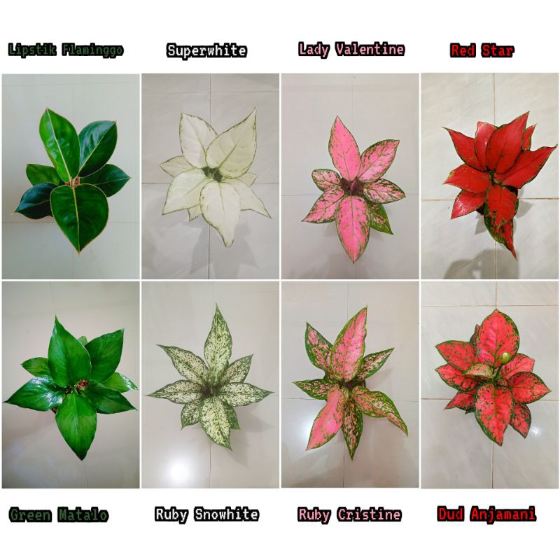 Tanaman bunga aglonema ukuran dewasa seperti gambar