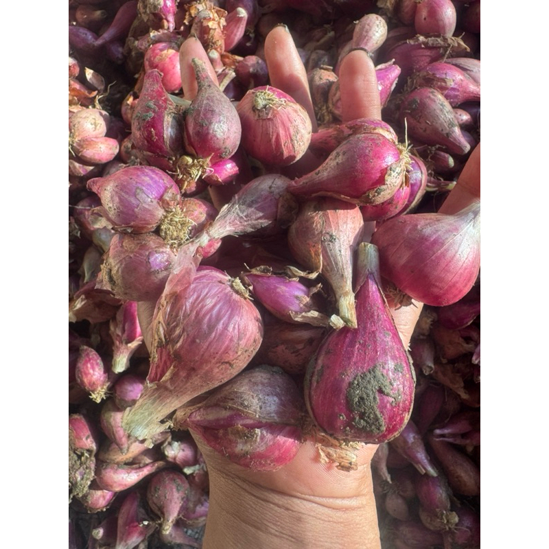 

bawang merah besar 1 kg full