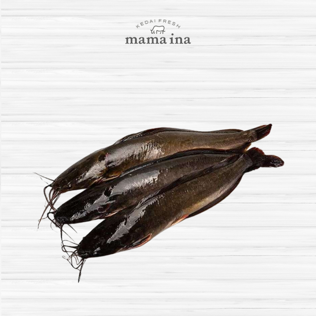 

Ikan Lele 500g
