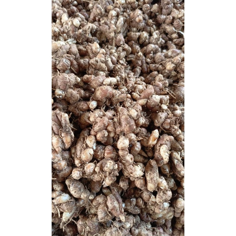 

KTr190 KEMASAN ( 5KG ) KENCUR/CIKUR ASLI CIAMIS WANGI ENAK COCOK UNTUK BUMBU SEMUA JENIS MASAKAN DAN