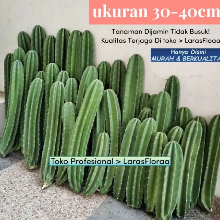 Booming Tanaman Hias Kaktus Koboi Tanpa Duri TERBAGUS bunga Hias kaktus koboi  Pohon kaktus Belimbin