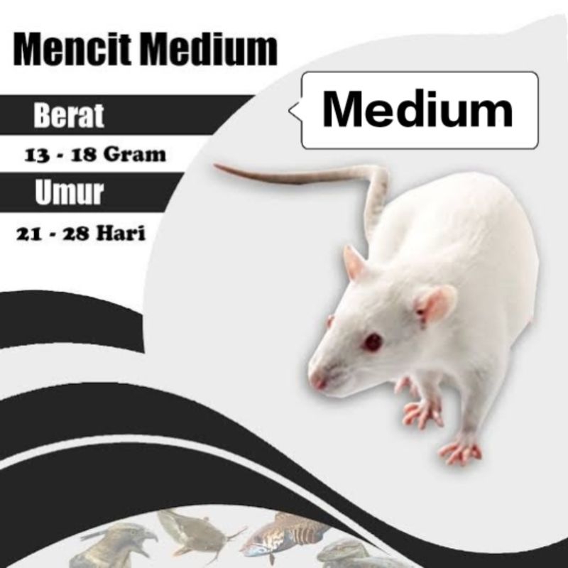 Mencit Medium Tikus Putih