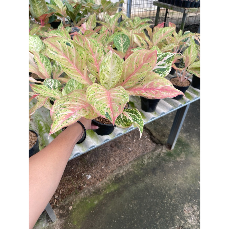 Aglonema Bidadari Tanian Lokal