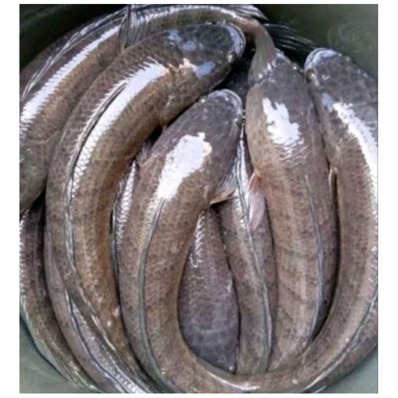 

ikan Gabus hidup