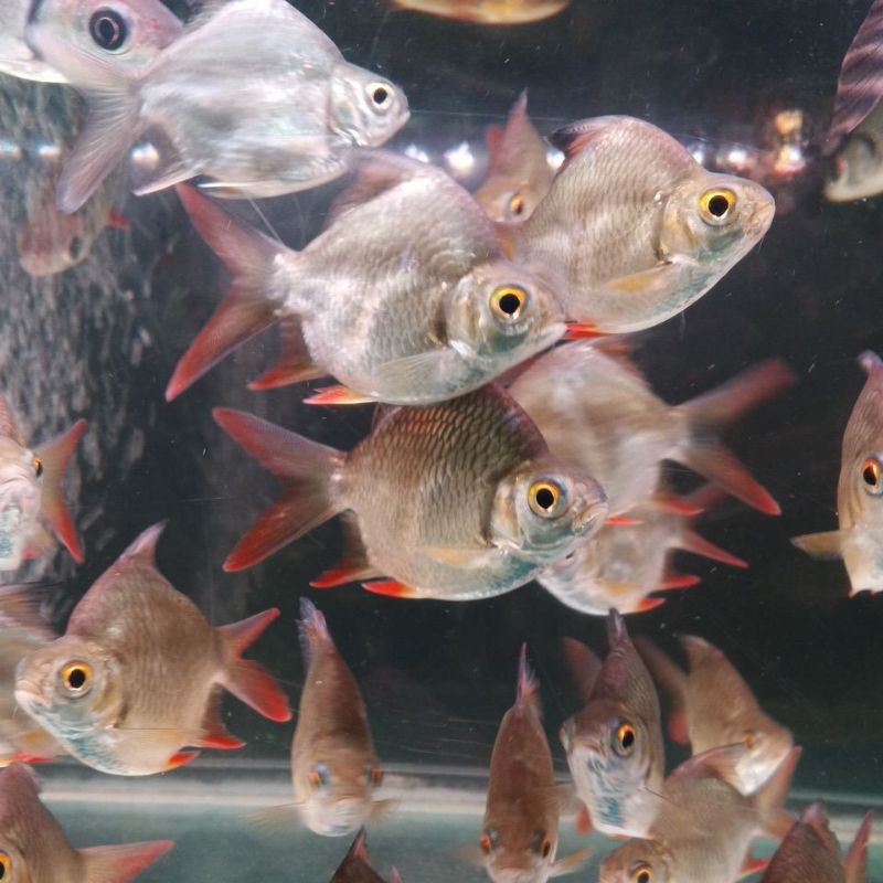 Kaviat Sb King 3-4Jari