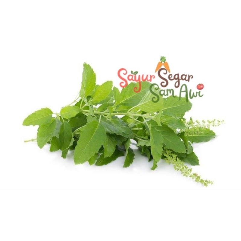 

DAUN KEMANGI LALAPAN | INSTANT MALANG | SAYUR SEGAR | SAYUR SEGAR SAM AWI