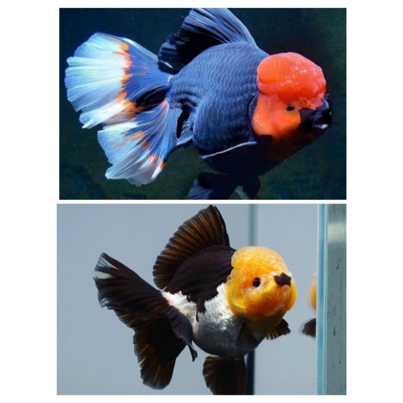 IKAN HIAS KOKI PANDA RTEE COLOR