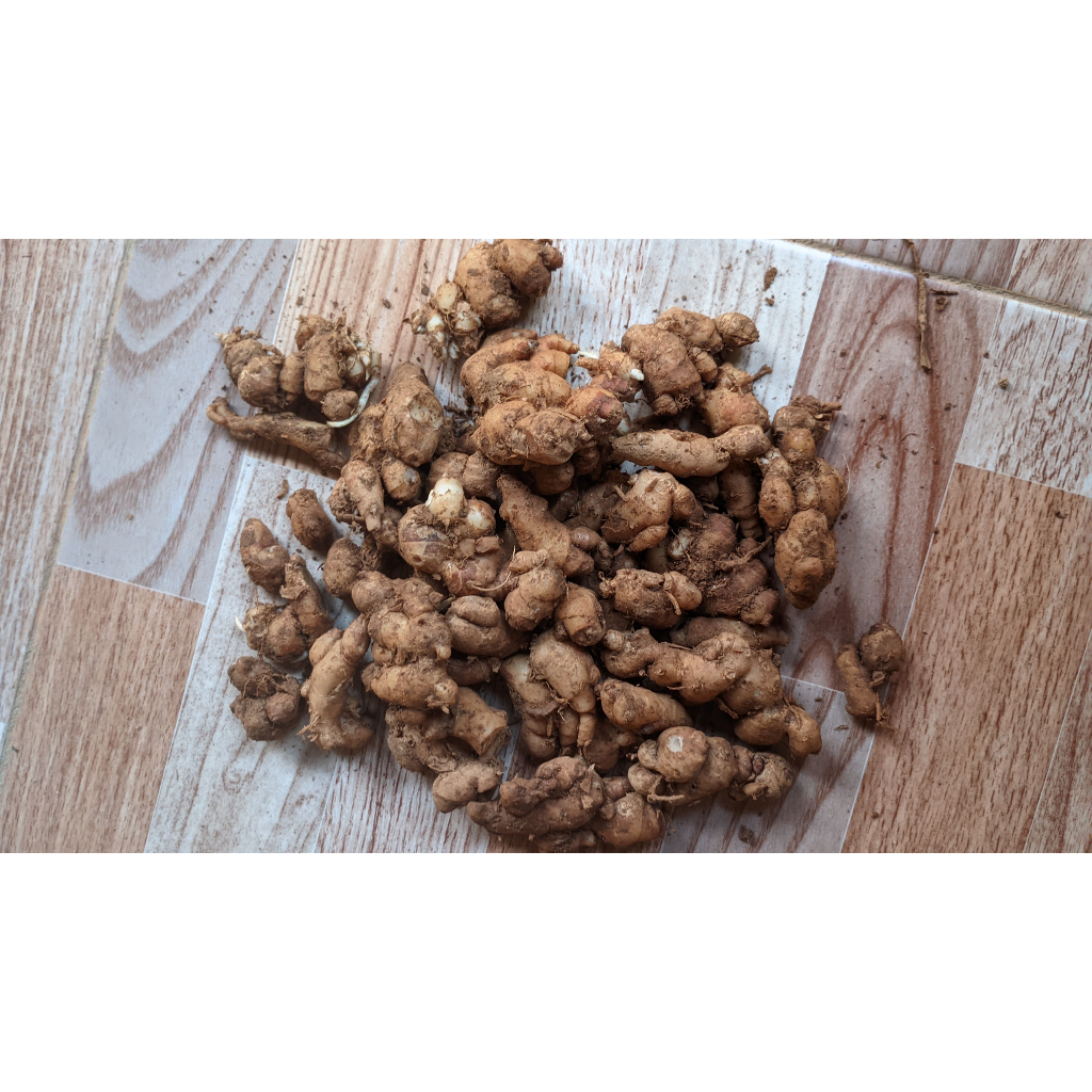 

Kencur segar 100 % 500 gr-1000 gr