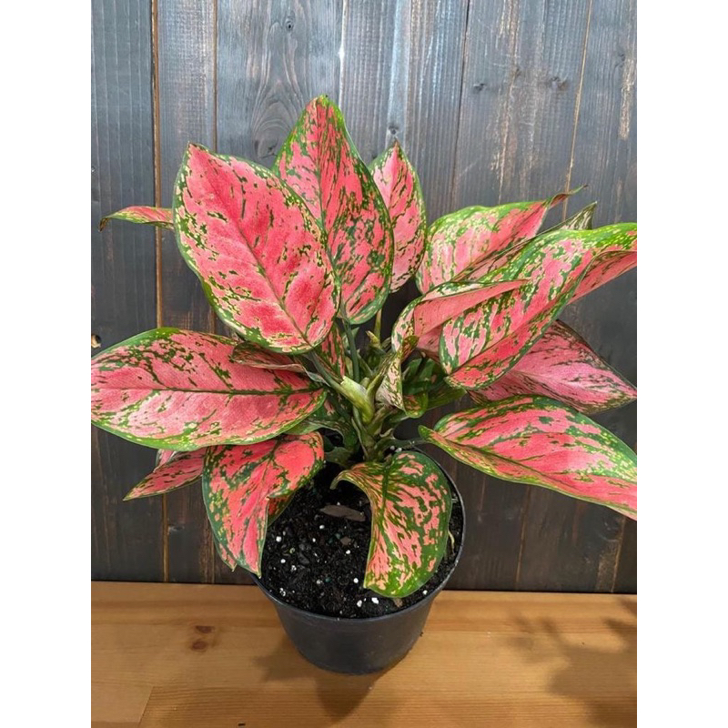 TANAMAN HIAS MURAH AGLONEMA  LADY VALENTINE JUMBO- Pusat Aglonema