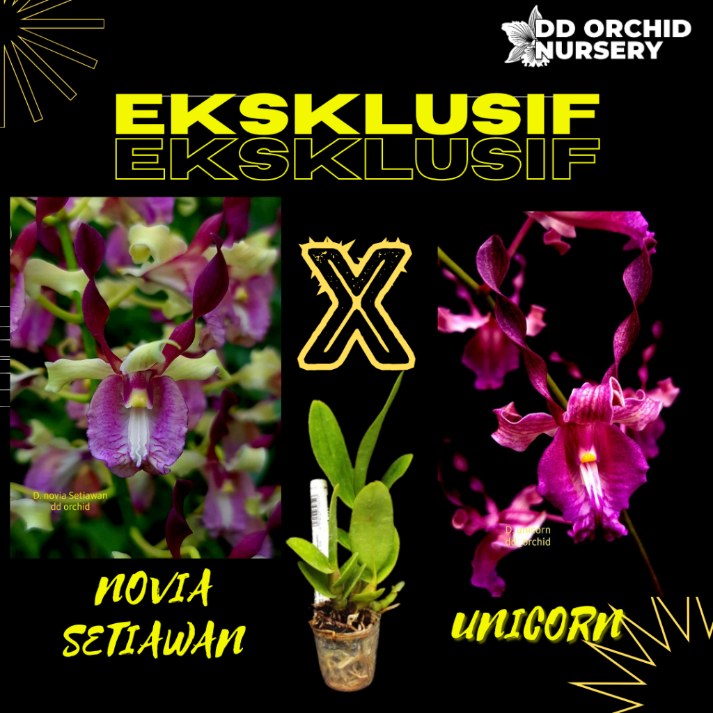 DD Orchid Seedling Anggrek Dendrobium Novia Setiawan X Den. Unicorn