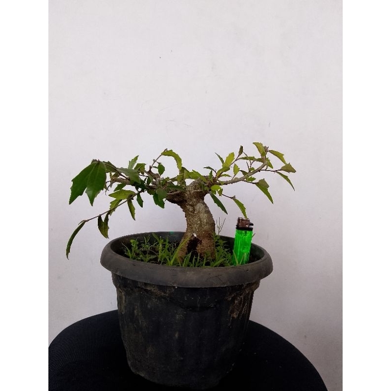 Bahan bonsai ampelas putih