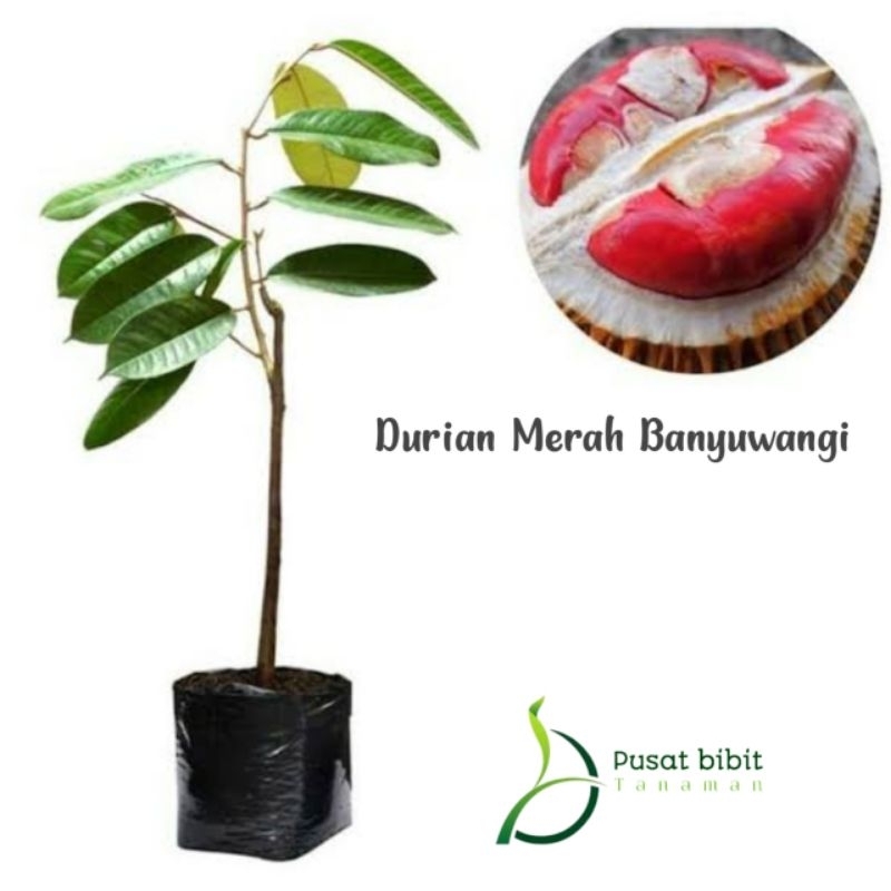 bibit tanaman durian merah banyuwangi asli