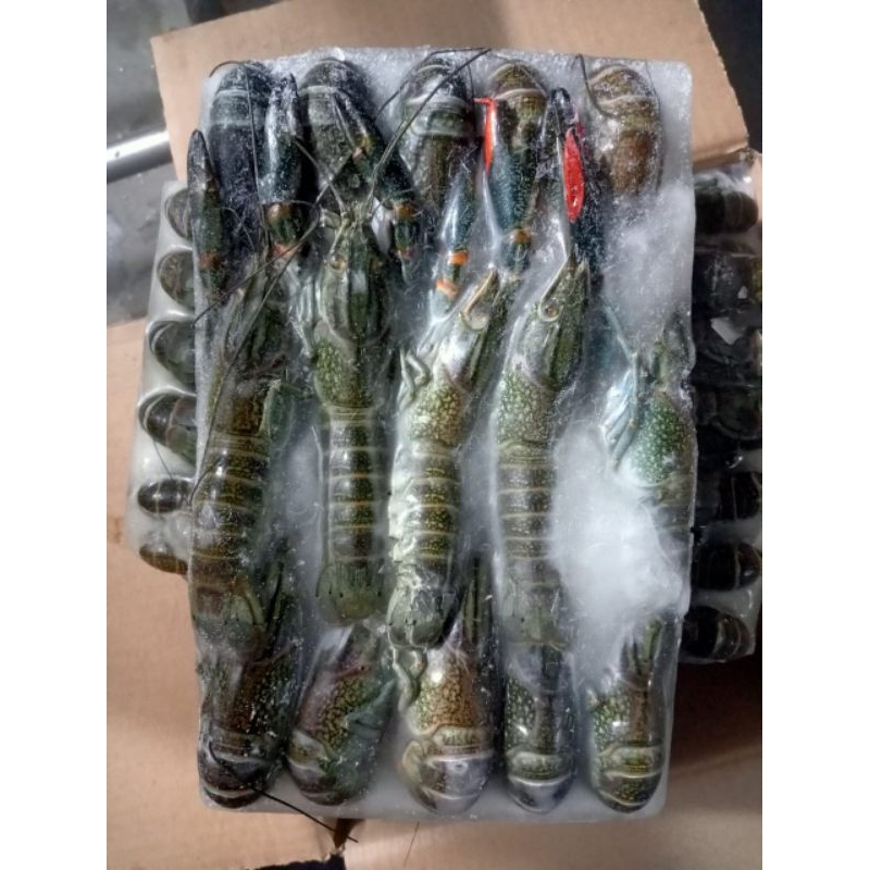 

Lobster Frozen