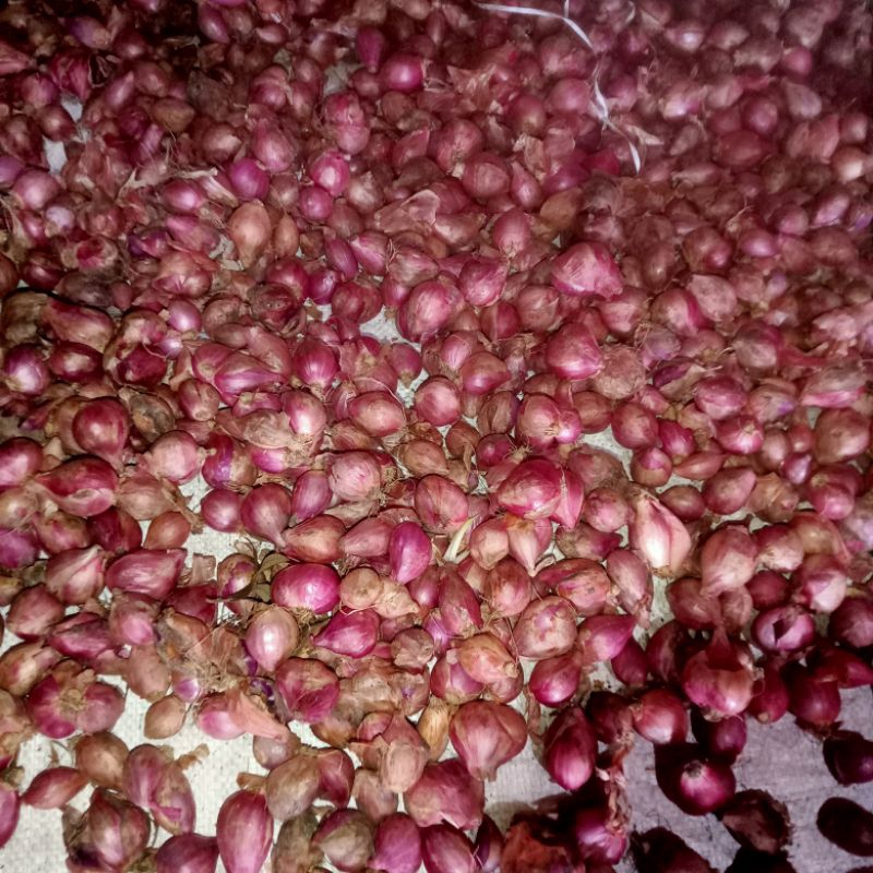 

bawang merah lokal