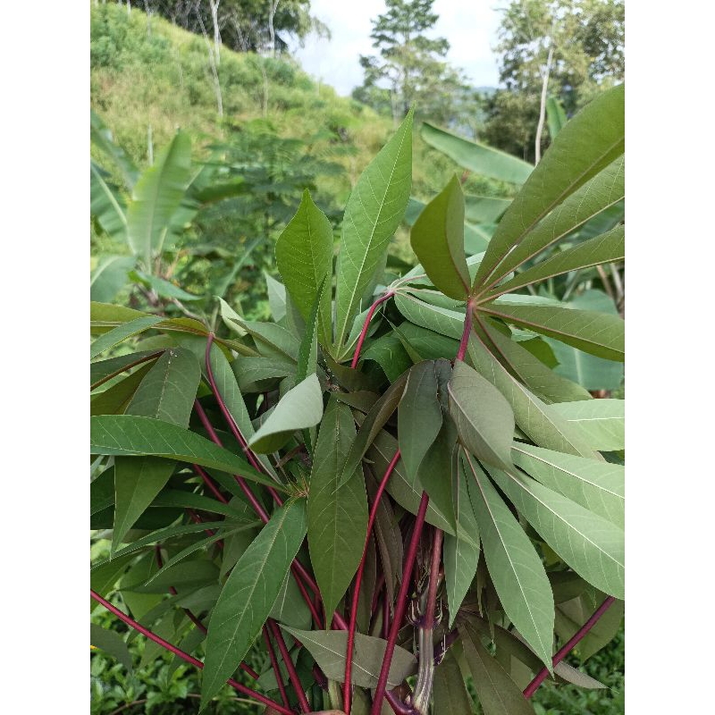 

daun singkong 1 ikat, sayuran daun singkong