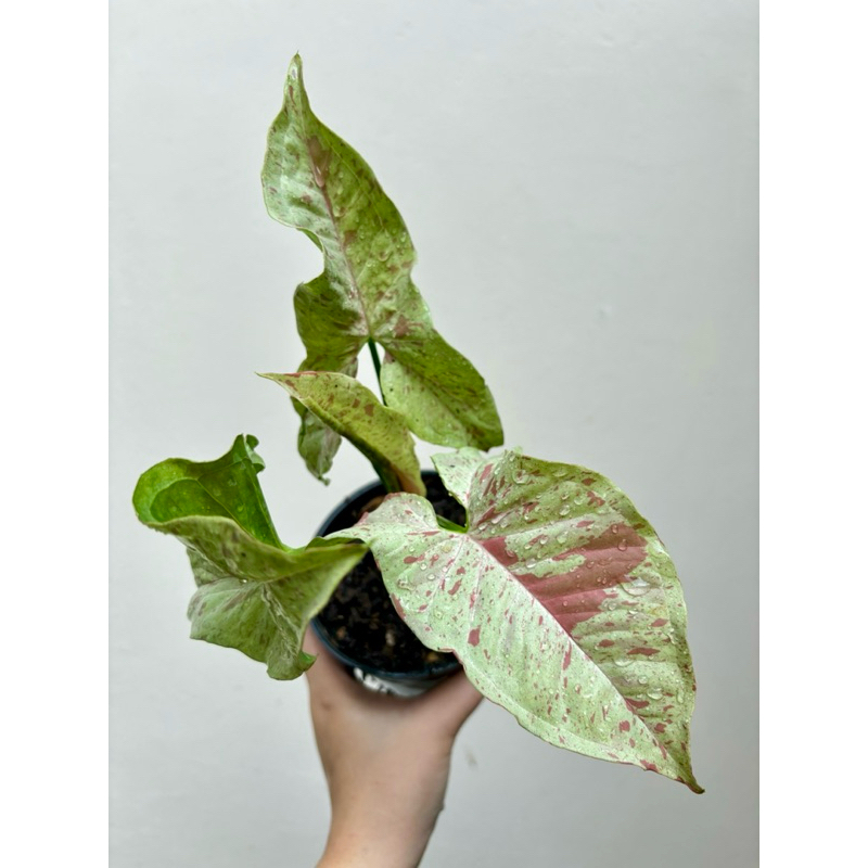 SYNGONIUM MILK CONFETTI JAPAN EDITION