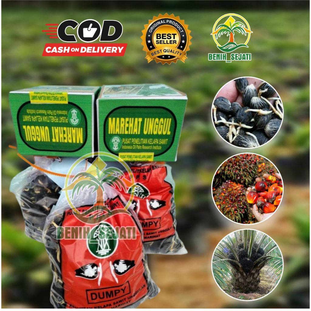 (TERLARIS) Bibit Kecambah Sawit Marehat Dumpy Bersertifikat