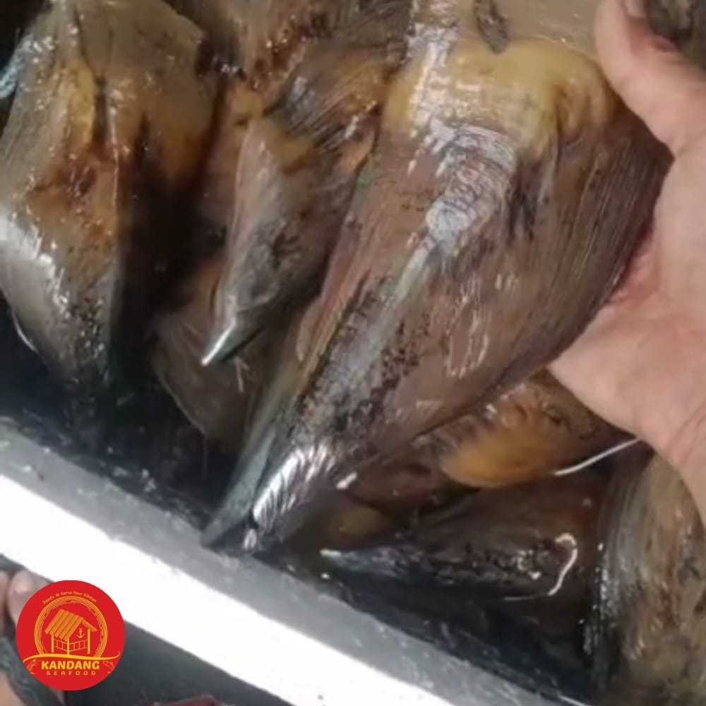 

Kerang Kampak Hidup Scallop Live Seafood Per Pcs