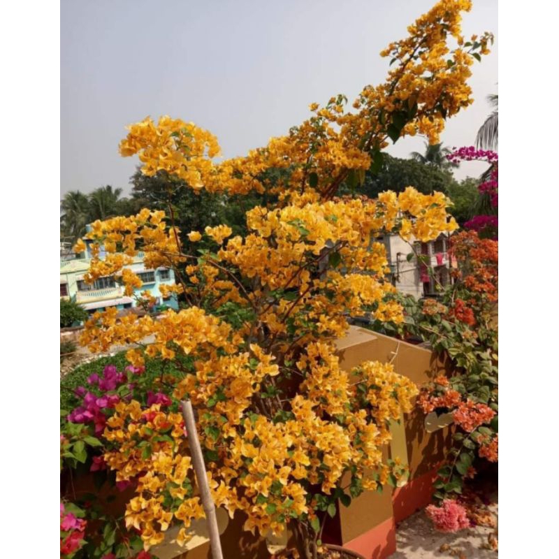 Bunga bugenvil kuning golden rus / bibit bugenvil golden