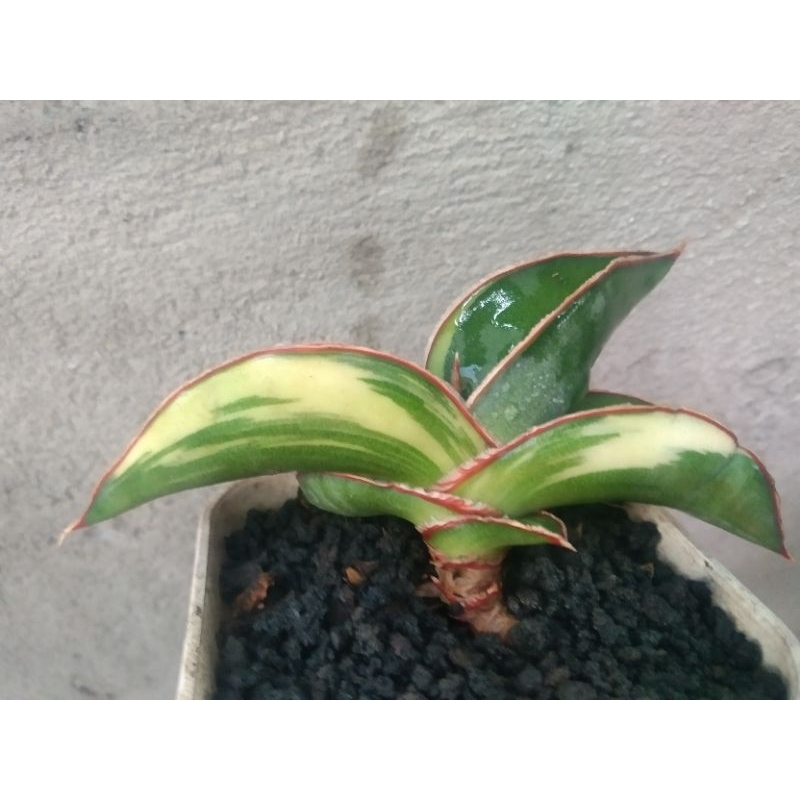 sansivera robusta variegata putih