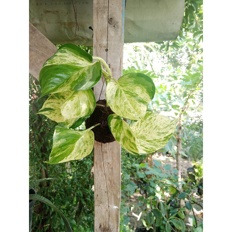 Tanaman Hias Manjula Kokedama Gantung