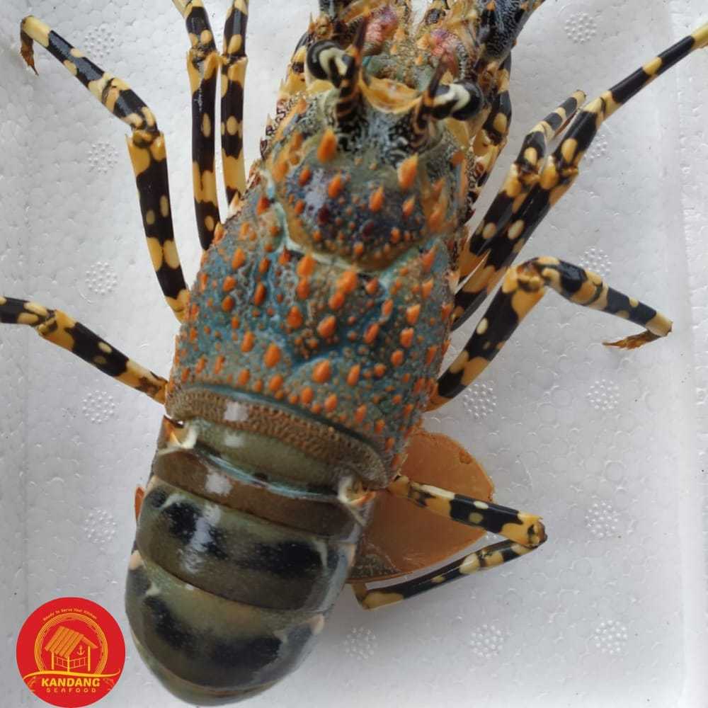 Lobster Hidup Live Seafood Per Kg