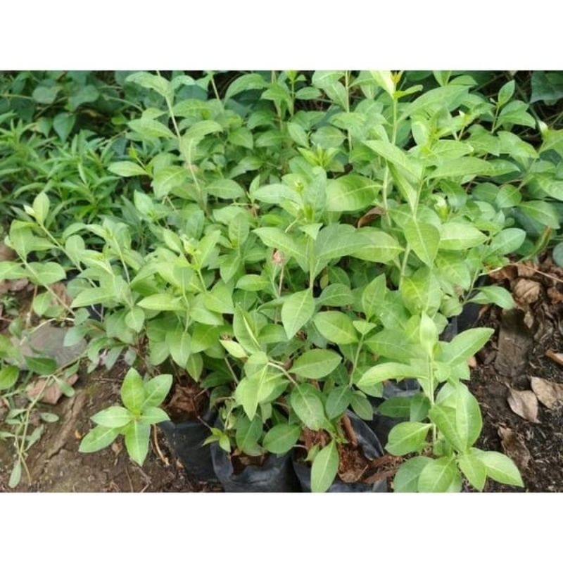 Daun Pacar Kuku Tanaman Pacar Kuku Pacar Arab