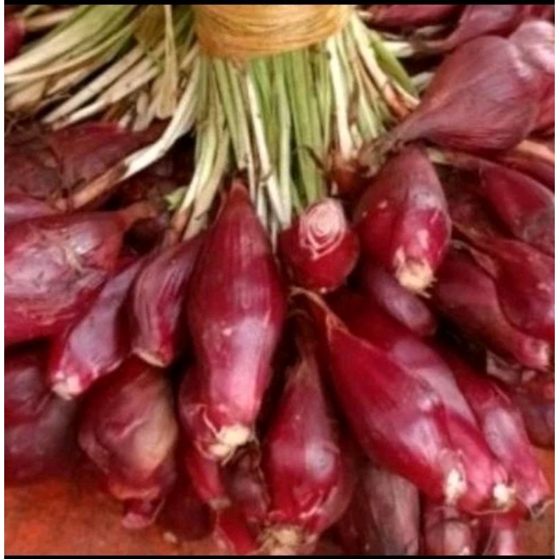 

bawang dayak asli segar per 1 KG +BONUS 100 GRAM