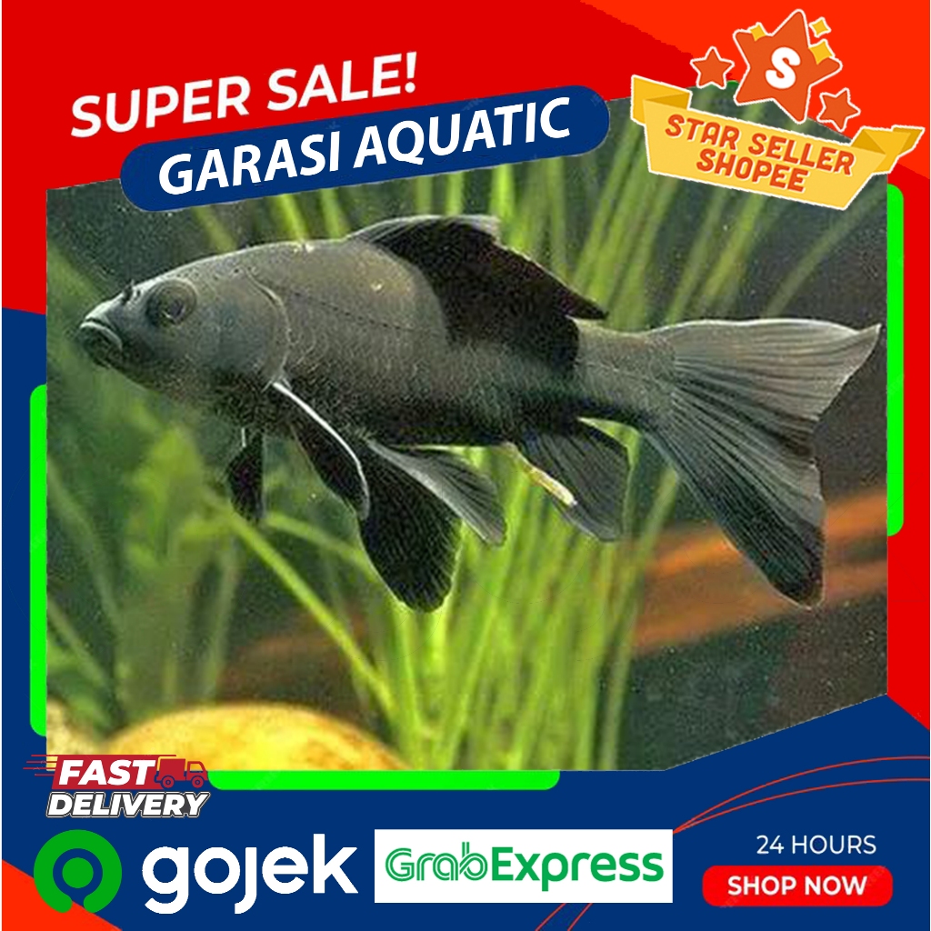 Koi Komet Slayer black/hitam LIMITED HIASAN Aquarium & Kolam