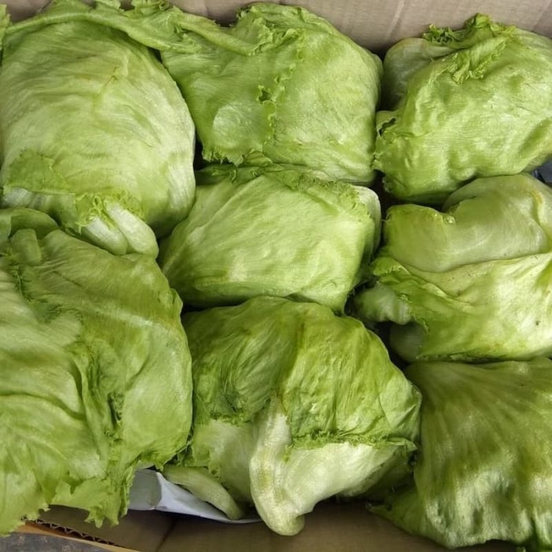 

lettuce head 1kg