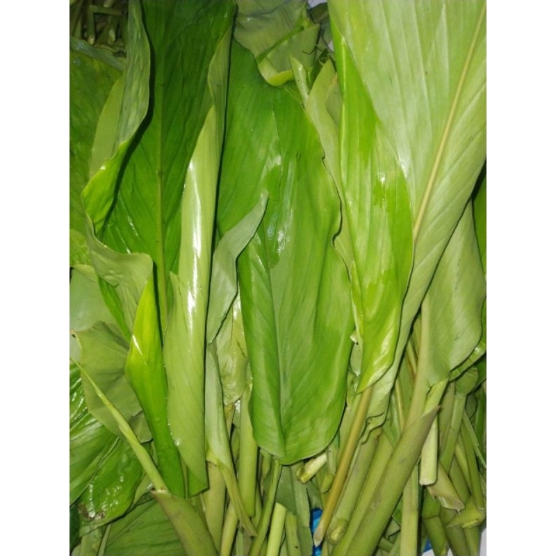 

Daun Kunyit Fress 1(KG)