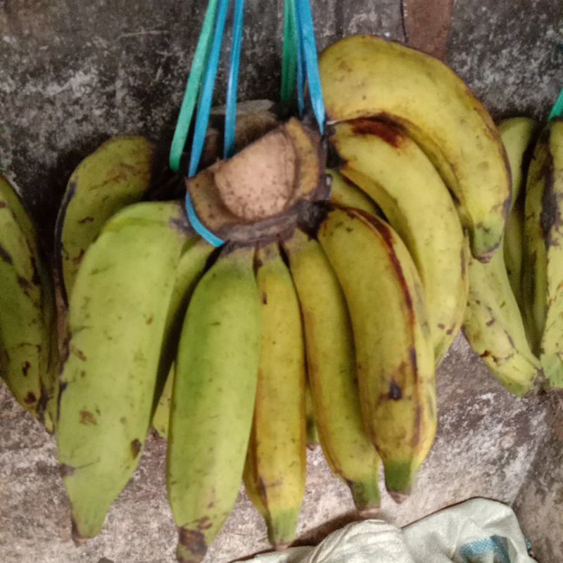 

pesan nangka kurleb 1,5 kg